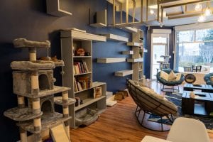 Visiting the First Cleveland Cat Cafe: Cats and Coffee at AffoGATO