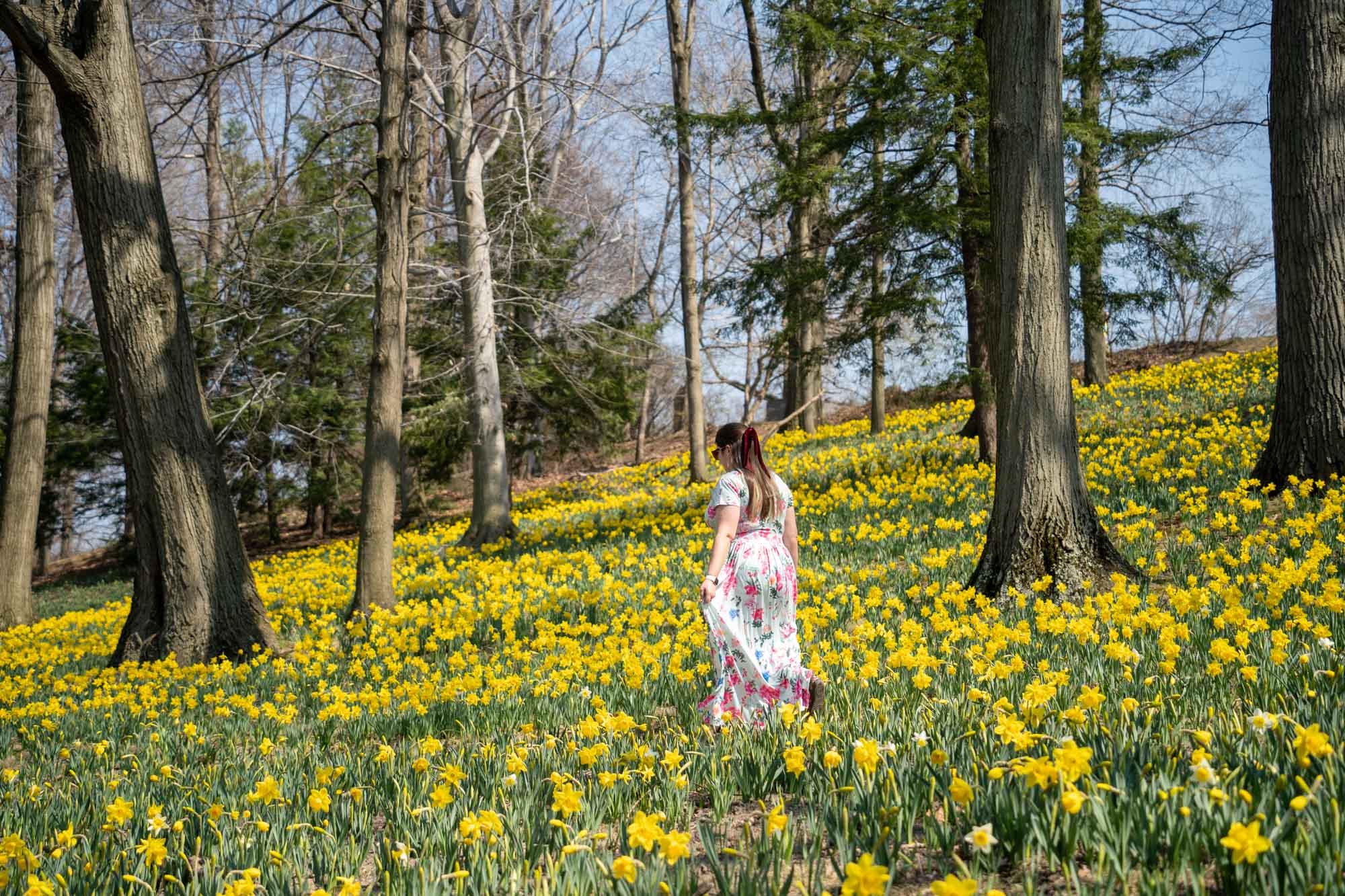 Daffodil Hill at Lake View Cemetery