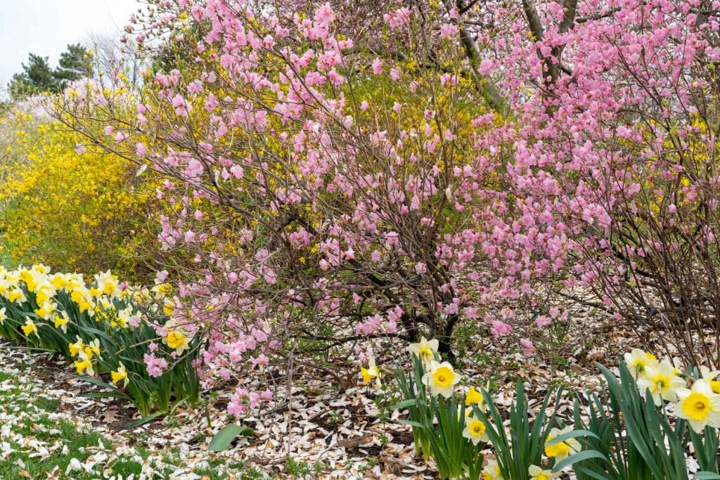 Spring blooms at Lake View Cemetery