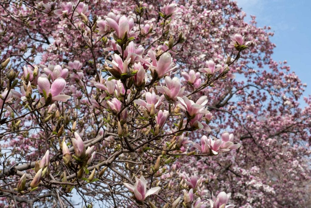Blooming magnolia tree