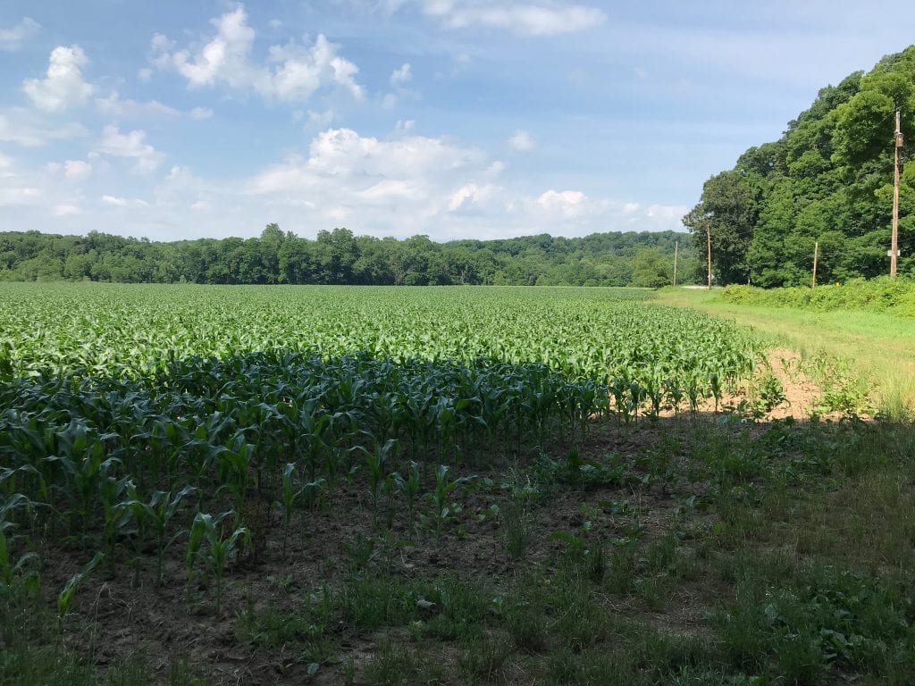 Corn fields along the Valley Bridle Trail