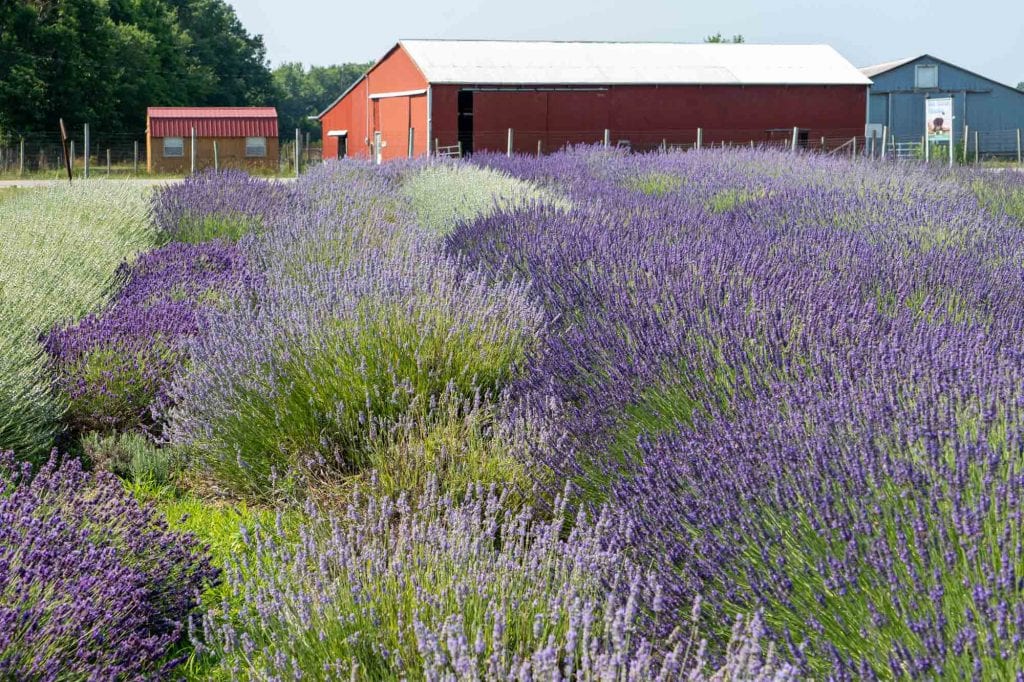 Luvin Lavender Farms display garden