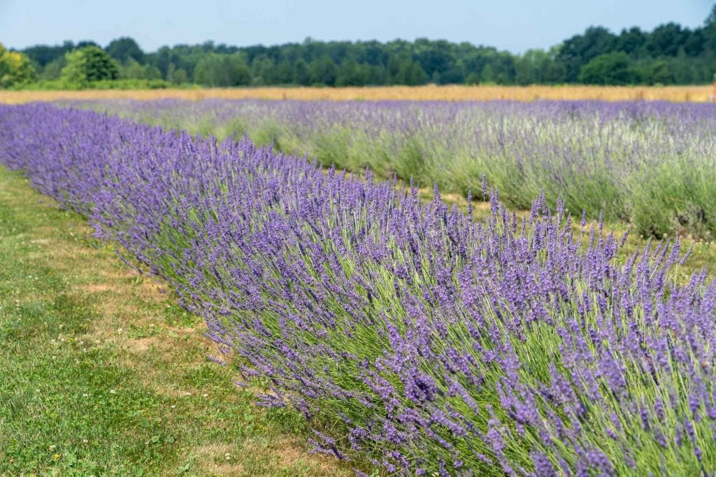 Luvin Lavender Farms
