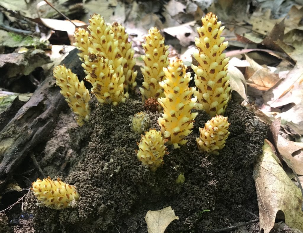 Tree fungus found on the Buckeye Trail
