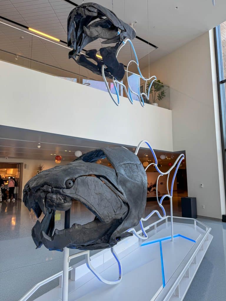 Dunk skull fossils at CMNH