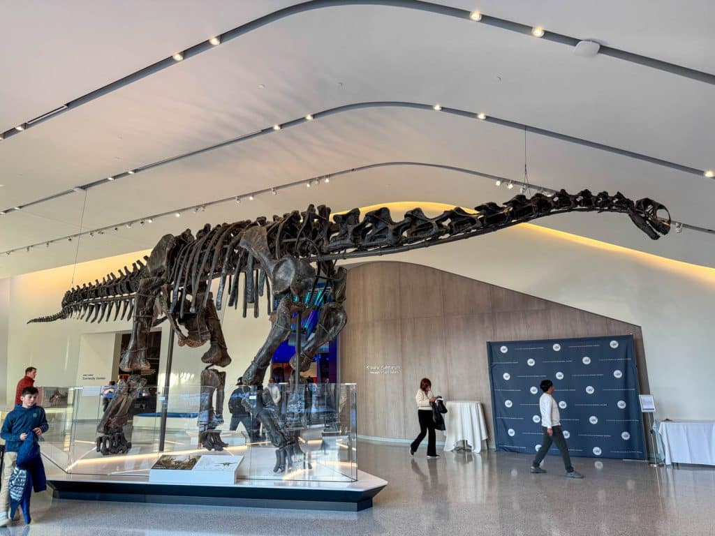 Happy dinosaur skeleton at CMNH