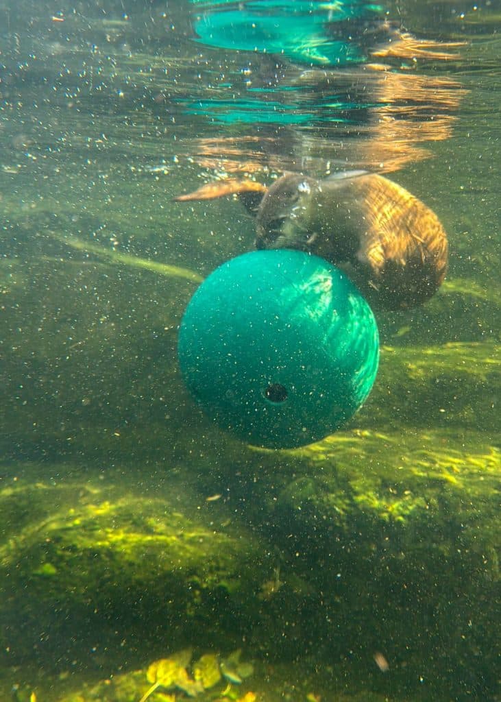 Otter at the CMNH wildlife center