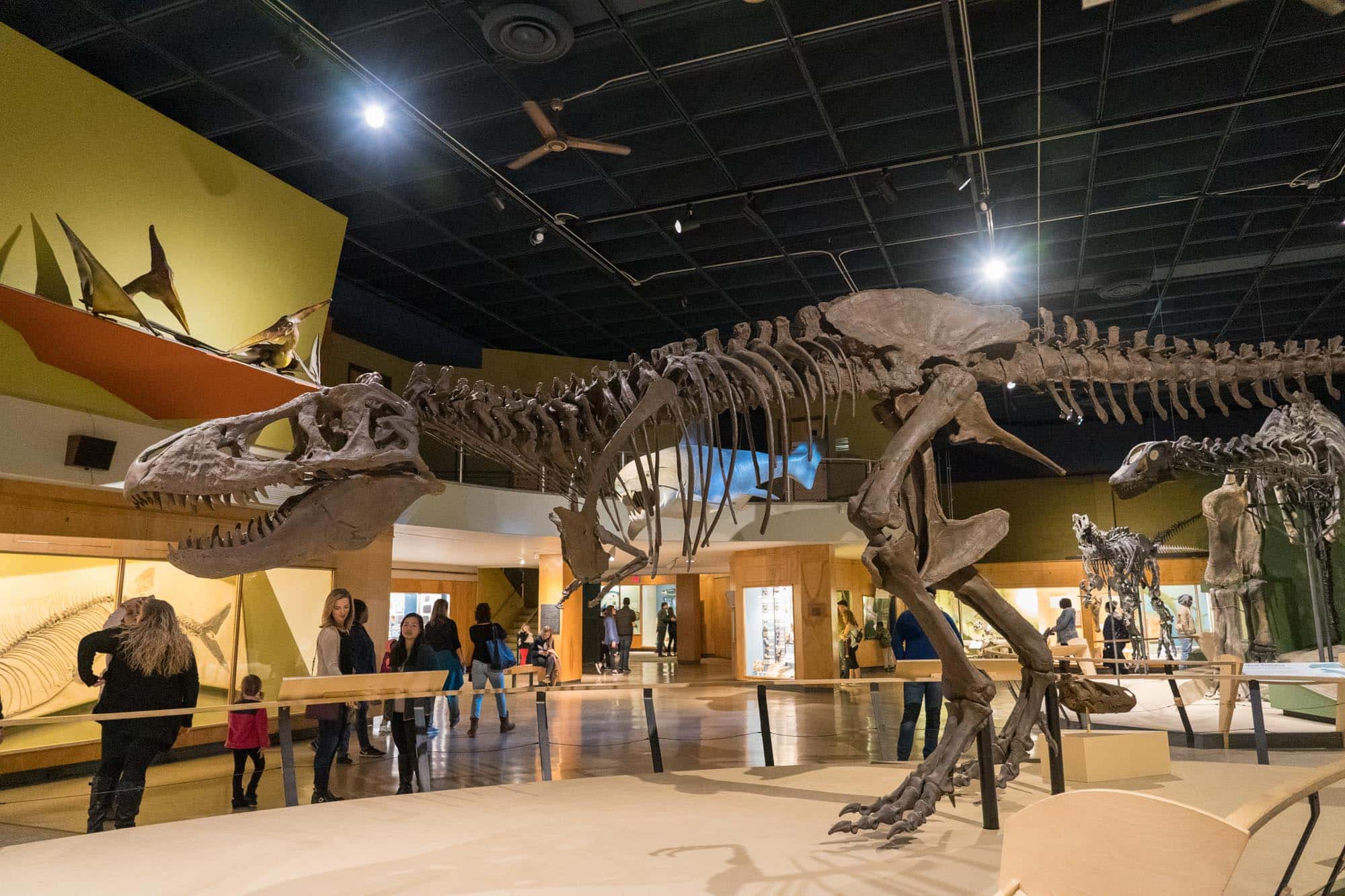 cleveland-museum-of-natural-history-your-complete-guide-to-visiting