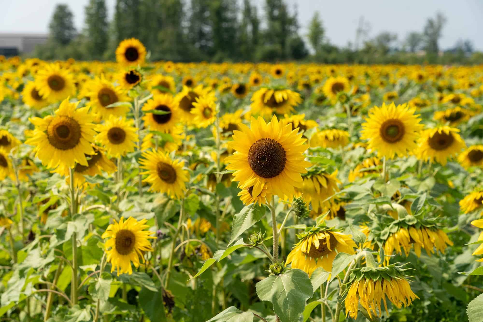 You are currently viewing The Best Sunflower Fields Near Cleveland to Visit in 2021