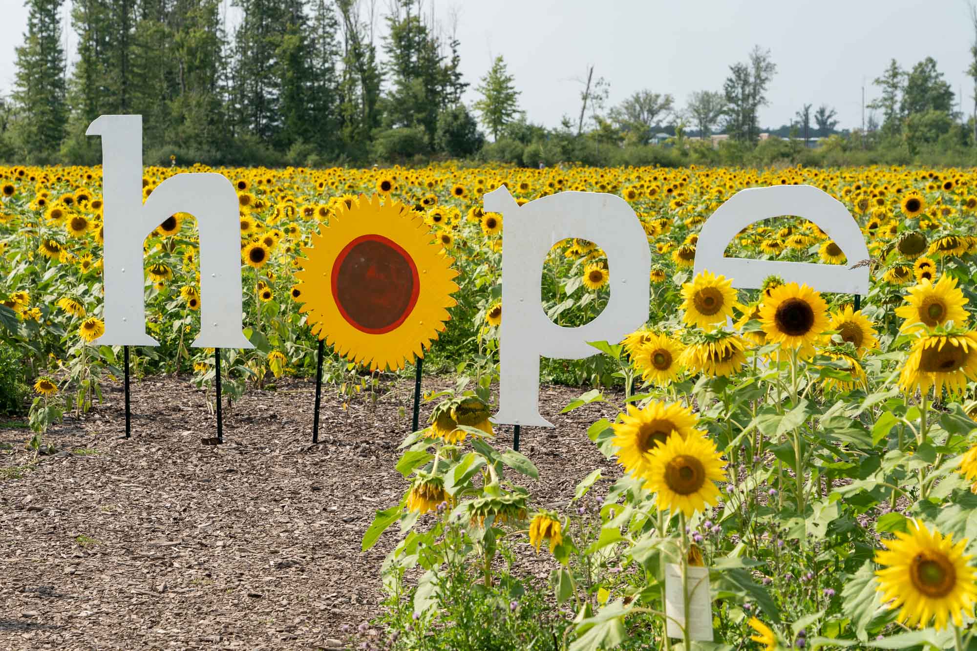 You are currently viewing Maria’s Field of Hope: Visit Sunflower Fields for a Good Cause Near Cleveland