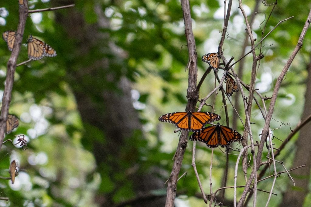 Monarch butterflies in Cleveland