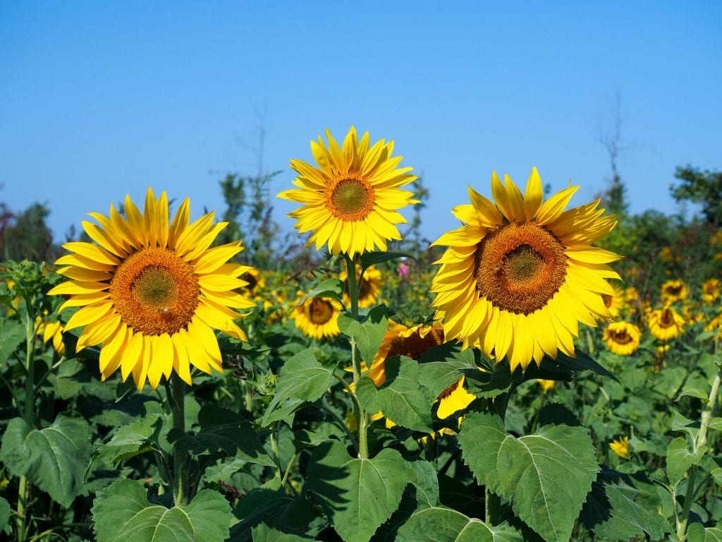 Trio of sunflowers