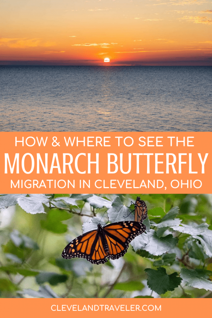 Monarch butterfly migration in Cleveland
