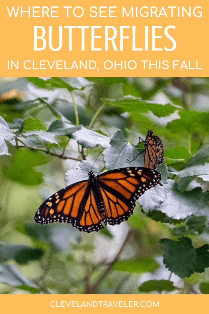 Where to see the monarch migration in Cleveland