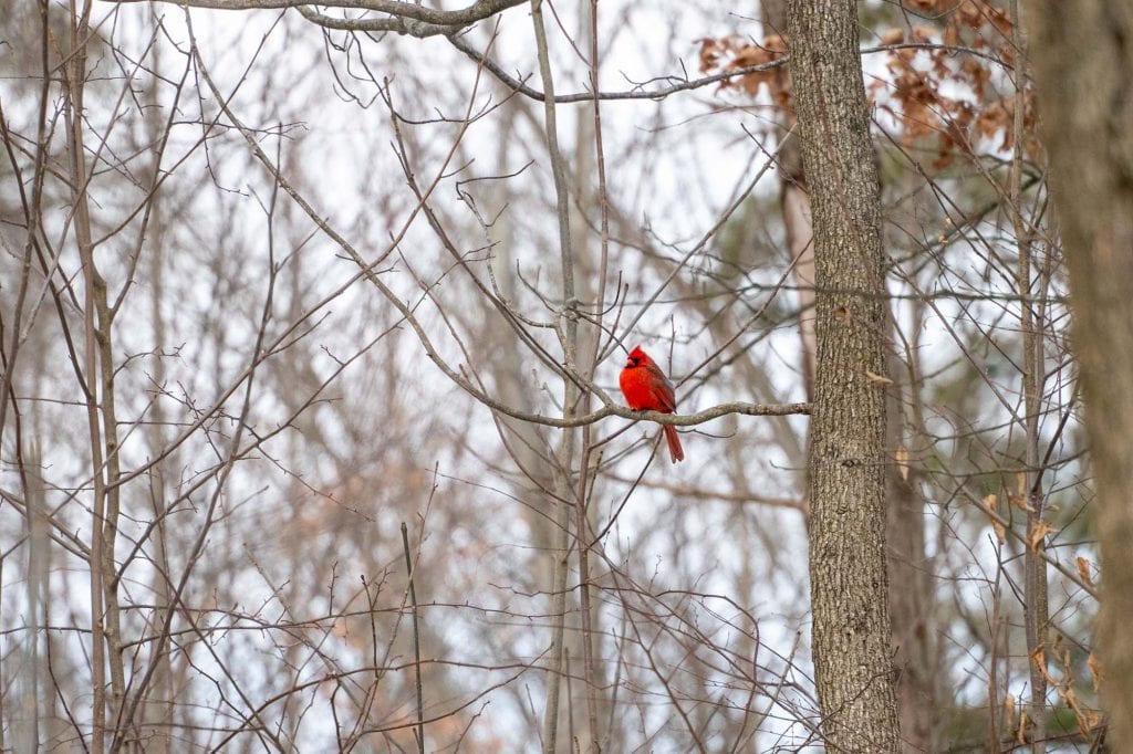Cardinal in a tree