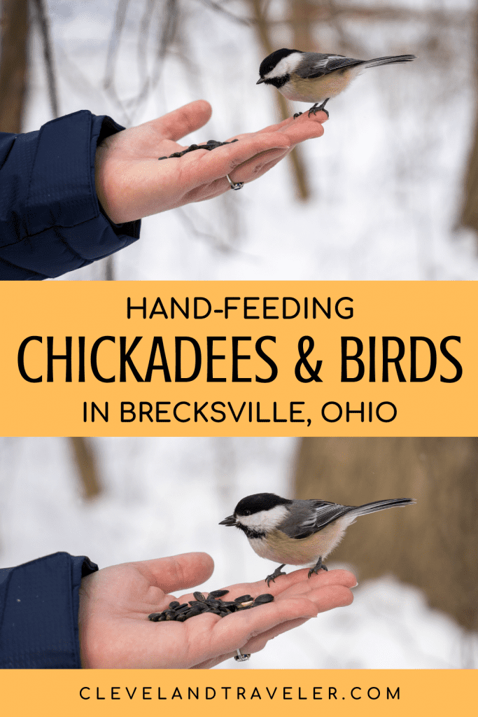 Hand-feeding birds in Brecksville, Ohio