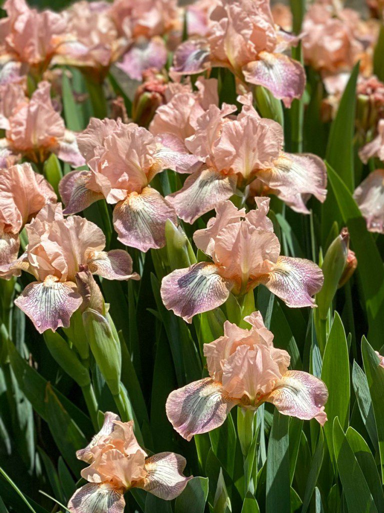 Iris garden at Rockefeller Park Greenhouse