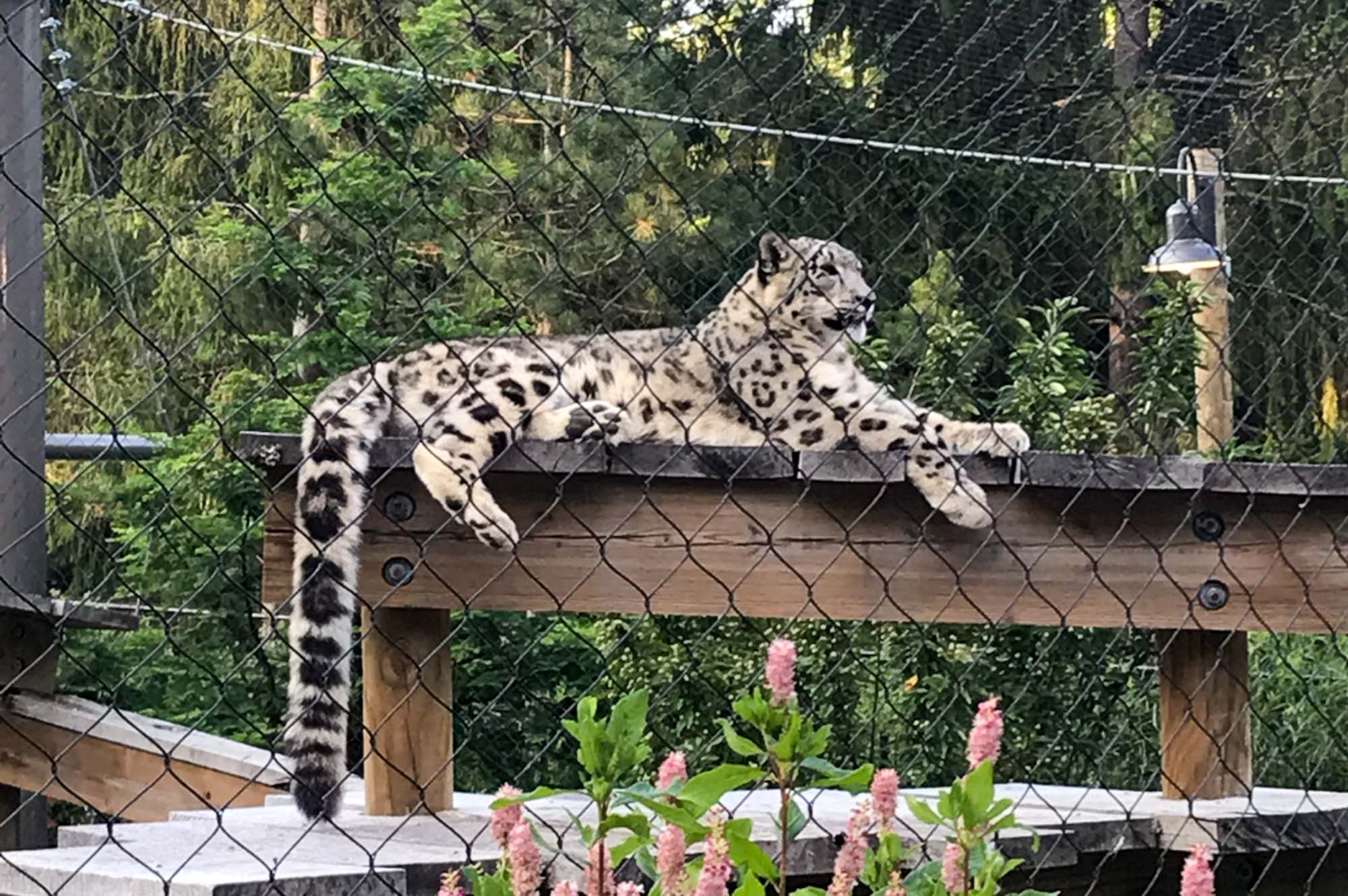 Snow leopard at the Cleveland Zoo