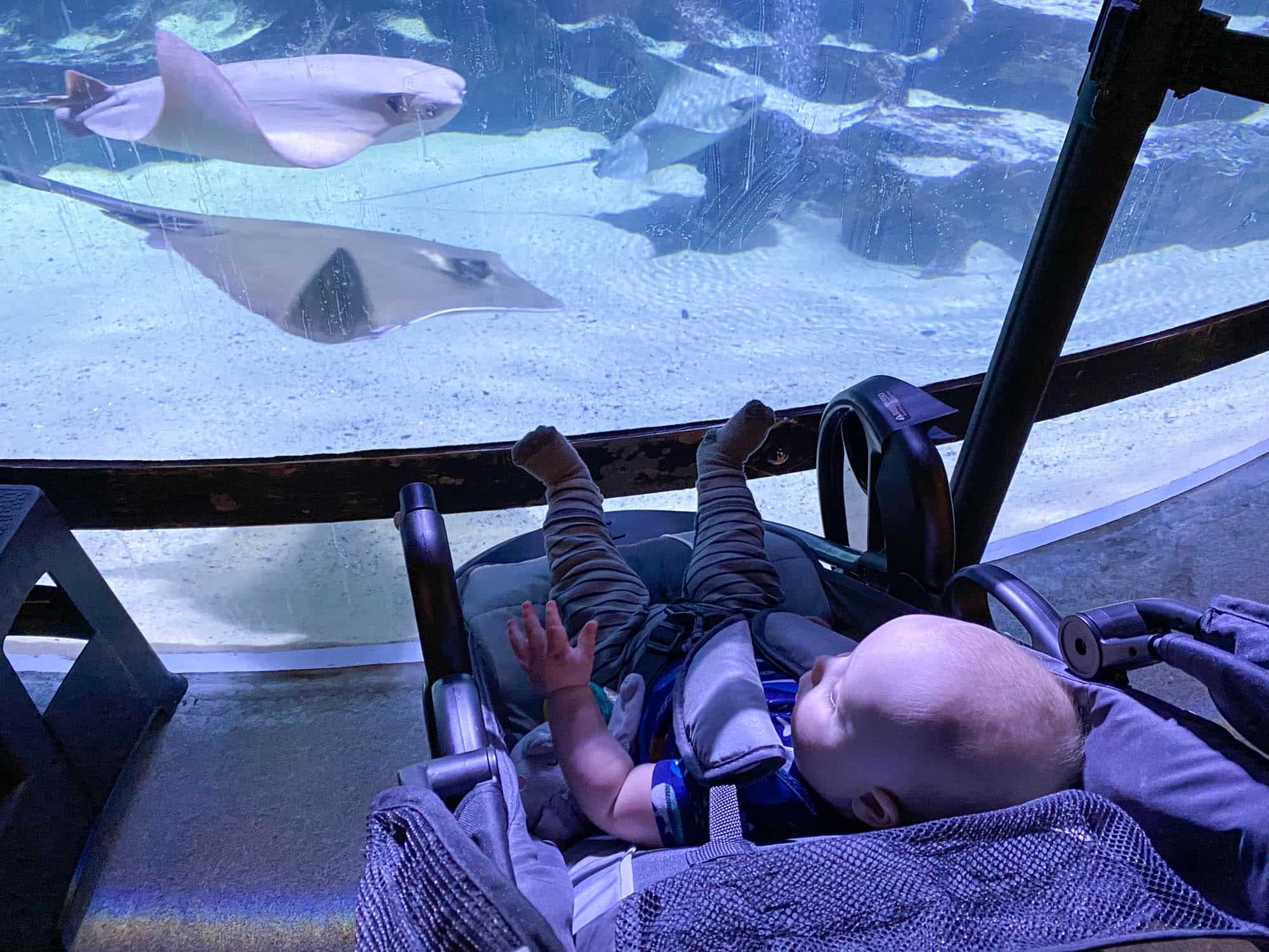 Baby watching stingrays at Greater Cleveland Aquarium