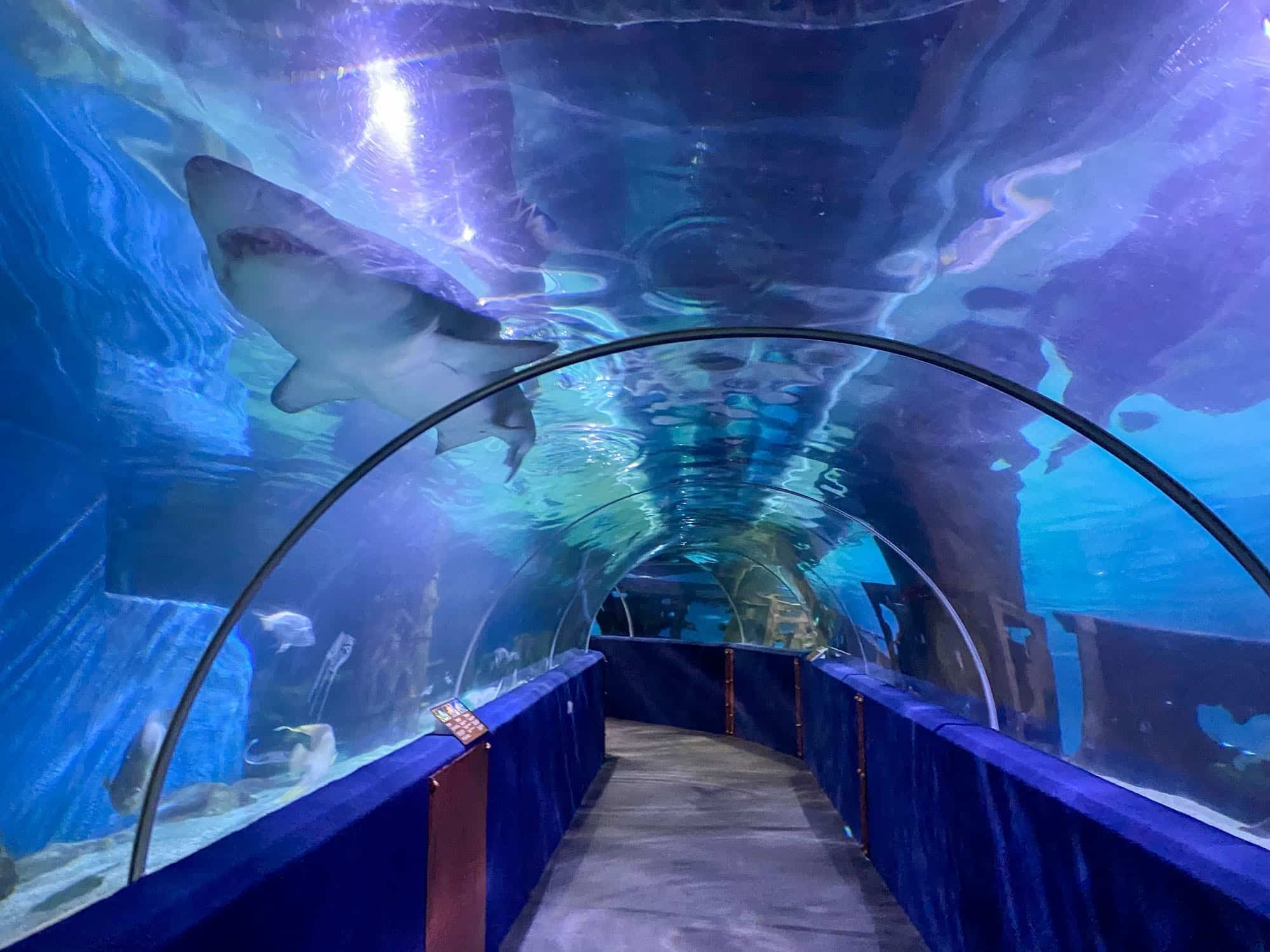 Read more about the article Your Guide to Visiting the Greater Cleveland Aquarium