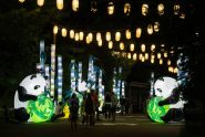 Asian Lantern Festival At The Cleveland Zoo A Complete Guide