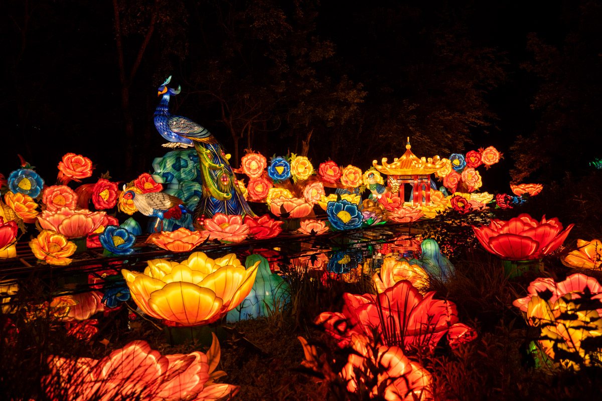 You are currently viewing Asian Lantern Festival at the Cleveland Metroparks Zoo: A Summertime Must See