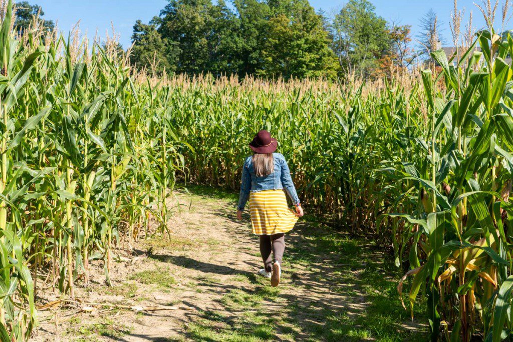 Corn maze at Mapleside Farms
