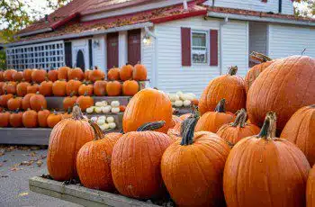 Pumpkins at Szalay's