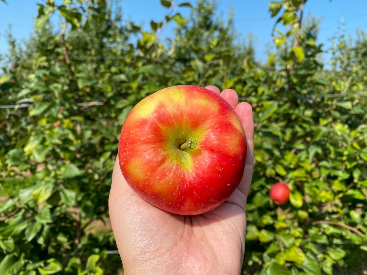Apple picking at Quarry Hill Orchards