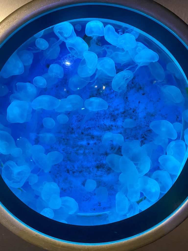 Jellyfish at Greater Cleveland Aquarium