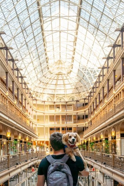 Dog in Cleveland Arcade