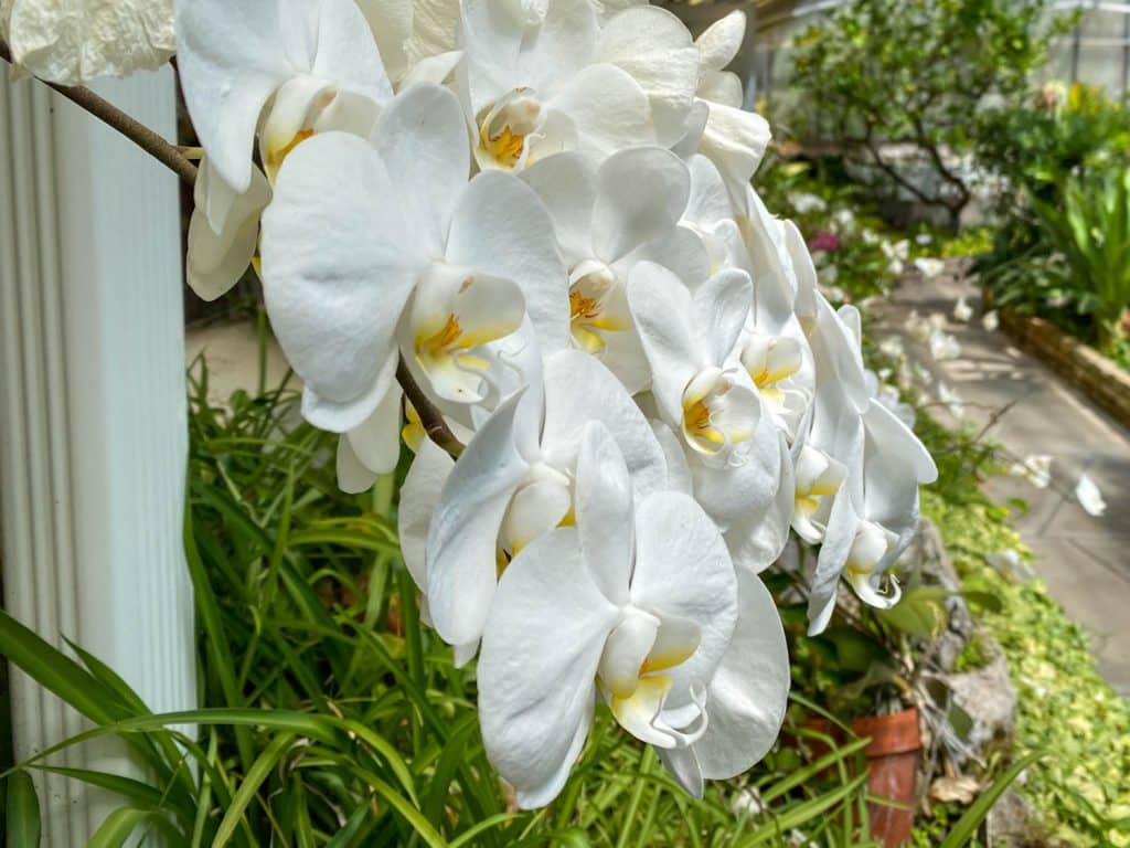 Orchid flowers