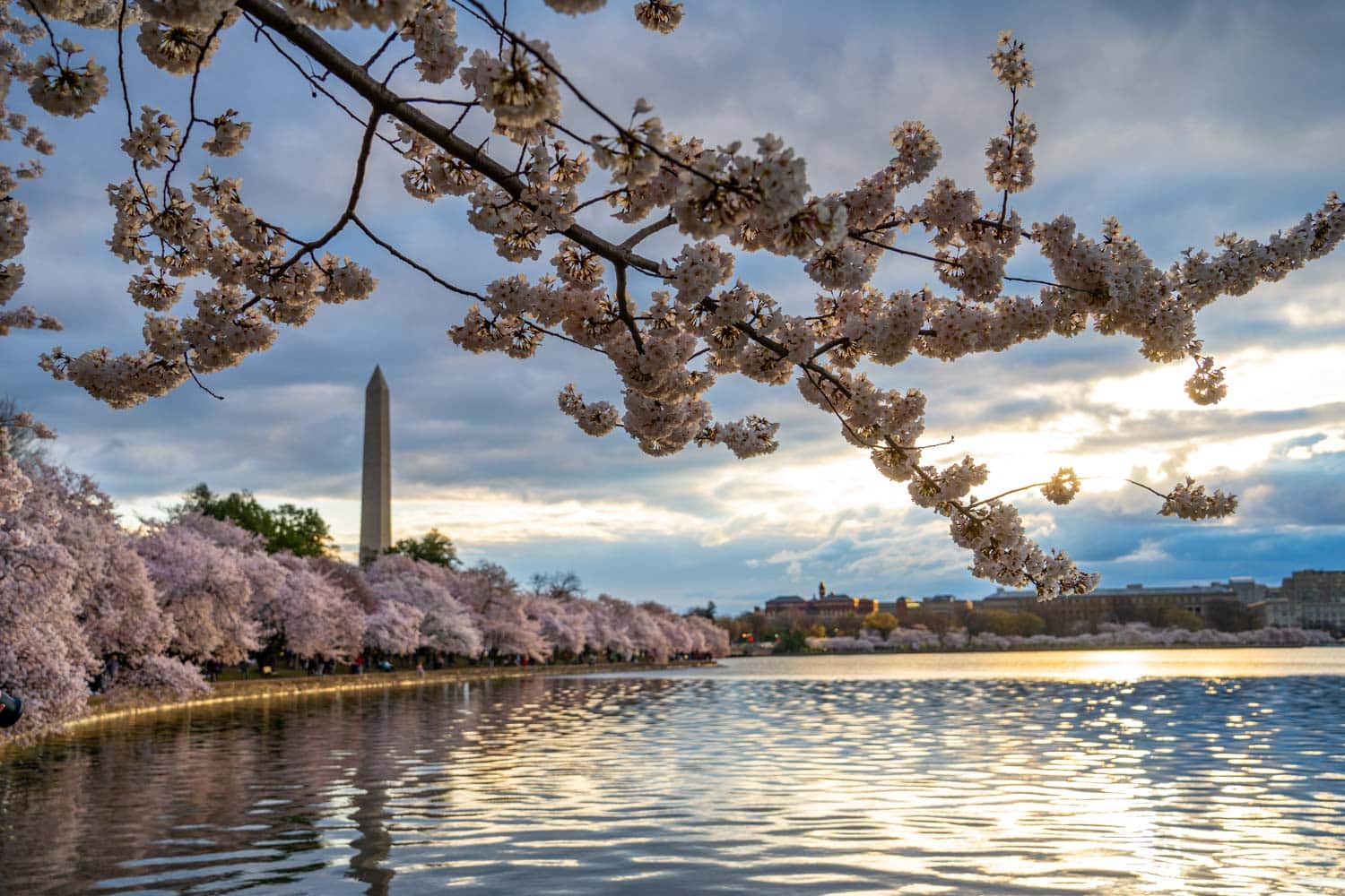Cherry blossoms at the Tidal Basin in Wasington DC