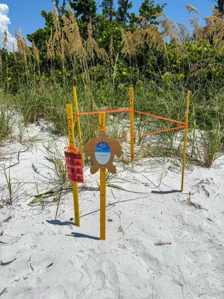 Turtle nest on Anna Maria Island