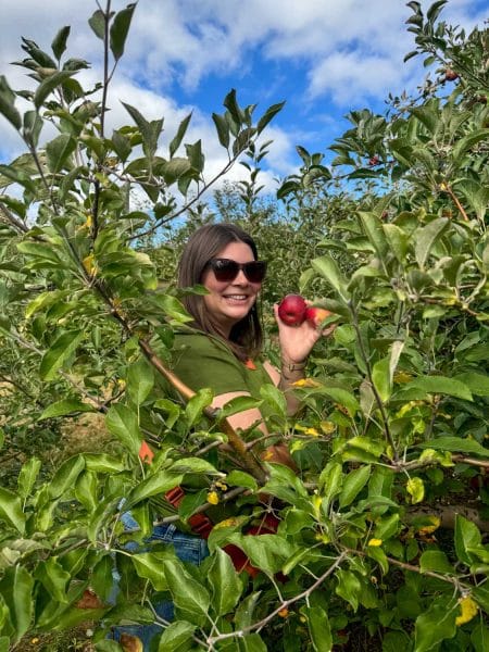 Apple picking at Brant's Apple Orchard