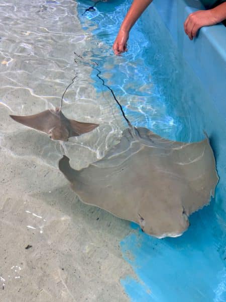 Stingray touch tank at Marine Science Center