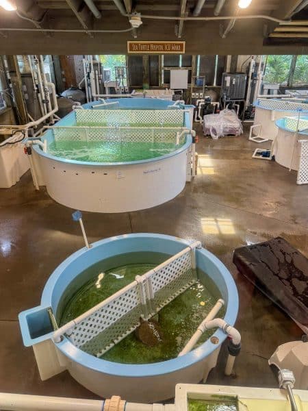 Sea turtle hospital at Marine Science Center