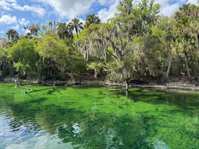 Blue Spring State Park in Florida