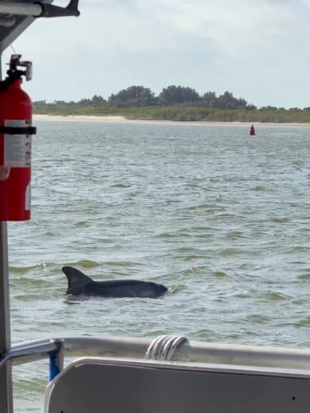 Dolphin tour in Ponce Inlet