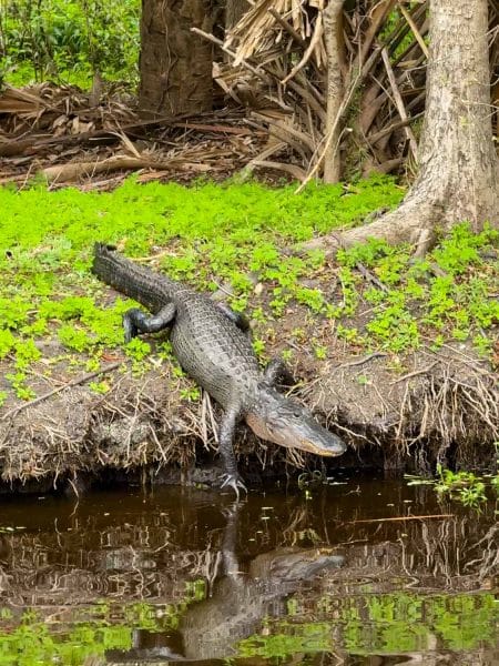 Alligator at Blue Spring State Park
